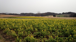 花さじき1 花さじき1